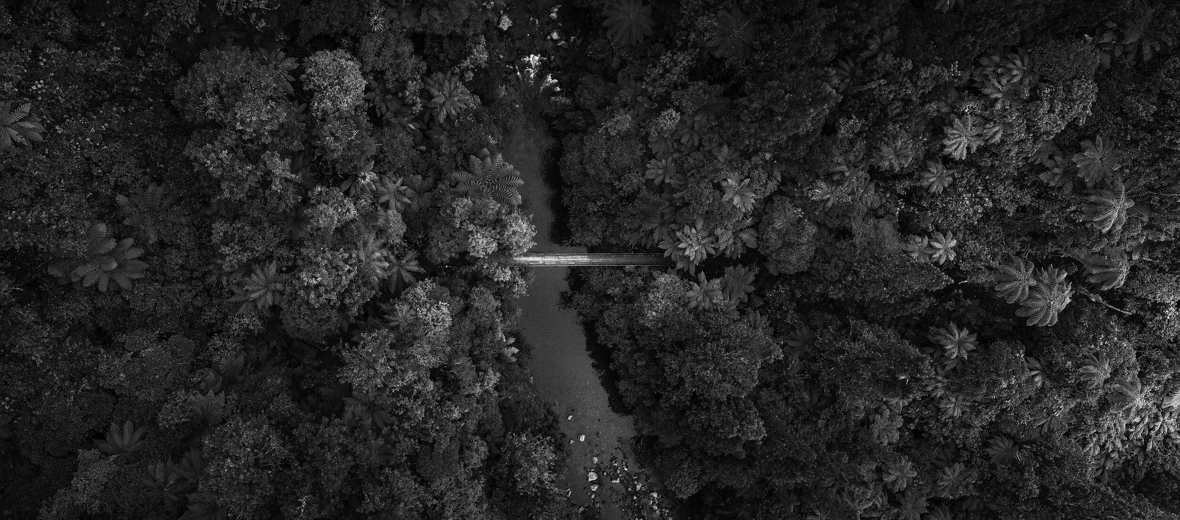 Our gins harness the natural goodness of ingredients sourced and foraged in the Coromandel, New Zealand